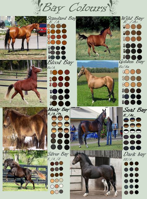 Bay Horse Colours by EdithSparrow Horse Color Chart, Horse Markings, Horse Coat Colors, Cai Sălbatici, Horse Facts, Rasy Koni, Horse Anatomy, Bay Horse, Horse Dressage