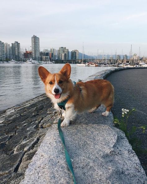 Cute Corgi Puppy, Pembroke Welsh Corgi Puppies, Corgi Pictures, Welsh Corgi Puppies, Corgi Mom, Psy I Szczenięta, Corgi Puppy, Cute Corgi, Pembroke Welsh Corgi