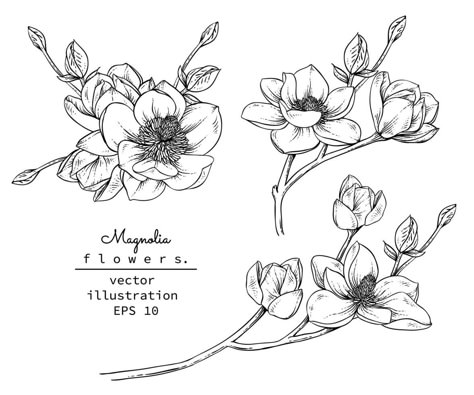 Magnolia Tattoo, Flower Stock, Flower Sketches, Magnolia Flower, Botanical Drawings, Mini Tattoos, Lotus Flower Tattoo, Botanical Illustration, Flower Tattoos