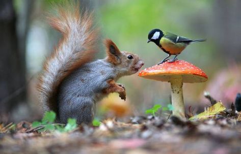 38 Fun Pics For Your Friday Photo Orgy - Wow Gallery Animals Friendship, A Squirrel, Woodland Creatures, Animal Wallpaper, Animal Tattoos, Forest Animals, Animal Photo, Nature Animals, Woodland Animals