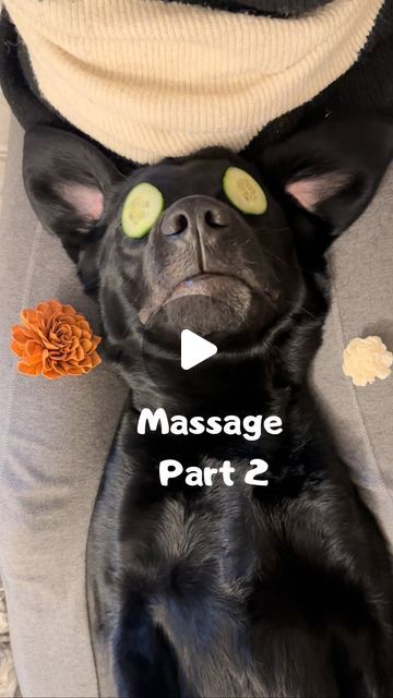 Elvis Bätz on Instagram: "🔊Another spa day this sunday 🥹I LOVE IT😭❤️
 (And I love cucumber too 🥒 😋)

 
 
 
 
 #dogs #dogsofinstagram #labrador #labsofinstagram #massage #cutedogsofinstagram #dogfamily #spaday #blacklabrador" Dog Massage How To, Dog Spa Day, Elvis Dog, Spa Dog, Massage Funny, Greyhounds Funny, Dog Massage, Dog Spa, Getting A Massage