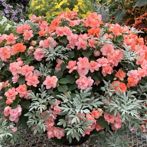 IMPATIENS_ROCKAPULCO_ORANGE_DOUBLE_IMPATIENS_GC_IMPOR_02 Double Impatiens, Impatiens Flowers, Shady Garden, Container Design, Vibrant Flowers, Plant List, Shade Plants, Dark Orange, Vibrant Flower