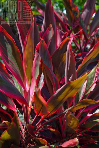 Red Ti leaf plant, used by the Hawaiians for protection and other uses :: red for the side yard. Red Leaf Plants, Hawaiian Landscaping, Ti Leaf, Ti Plant, Hawaiian Gardens, Hawaiian Plants, Florida Plants, Colour Reference, Jungle Gardens