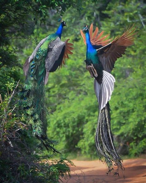 Yala, Sri Lanka📍🇱🇰 💚 Yala National Park is a huge area of forest, grassland and lagoons bordering the Indian Ocean, in southeast Sri Lanka. It’s home to wildlife such as leopards, elephants and crocodiles, as well as hundreds of bird species.💚 . . . 📸manindra.d 🌐 Website: www.blueskygalletaxis.com 📧 Email: tours@blueskygalletaxis.com 📱 Whatsapp: +94764326808 📸 Follow us on Instagram: https://www.instagram.com/bluesky_galle_taxis/ 👍 Like our Facebook Page: https://web.facebook.com/people/B... Sri Lanka Galle, Safari Tour, Crocodiles, Leopards, Peacocks, Bird Species, Instagram Repost, National Forest, Indian Ocean