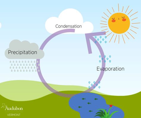 simple diagram of the water cycle "evaporation, transpiration, condensation" Water Cycle Diagram, All About Water, Social Projects, Water Cycle, Diagram Design, Summer Program, Water Conservation, Label Design, Easy Drawings