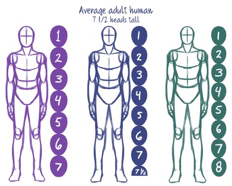 Body Proportion Drawing, Human Body Proportions, Drawing Body Proportions, Drawing Proportions, Anatomy Studies, Human Body Drawing, Drawing Things, Human Anatomy Drawing, Body Drawing Tutorial