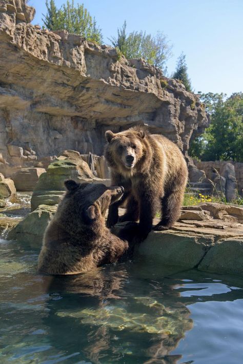 The day the St. Louis Zoo gave its bears an innovative new home. | Post-Dispatch Archives | stltoday.com Planet Zoo Grizzly Bear Habitat, Planet Zoo Bear Habitat, Zoo Images, Zoo Poster, Bear Zoo, Bear Habitat, Zoo Pictures, Zoo Inspiration, Reptile Zoo