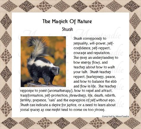 Skunk Spirit Animal Meaning, Skunk Spiritual Meaning, Skunk Symbolism, Magic Basics, Wisdom Stories, Spiritual Animals, Symbolism Meaning, Spirit Animal Meaning, Animal Meanings