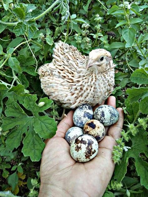 We are located at Brgy. West, Candoni, Negros Occidental Philippines. We are selling quail eggs and meat. Quail Farm, Quail Farming, Quail Aesthetic, Egg Farm, Quails, Quail Family, Pet Chickens Aesthetic, Quail Photography, Chickens Aesthetic Farm