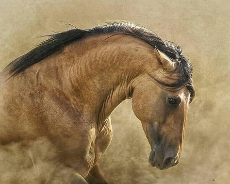 Angry Horse, Wild Horse Pictures, Buckskin Horse, Horse Anatomy, Beautiful Horse Pictures, Horse Inspiration, Most Beautiful Horses, Horse Face, Majestic Horse