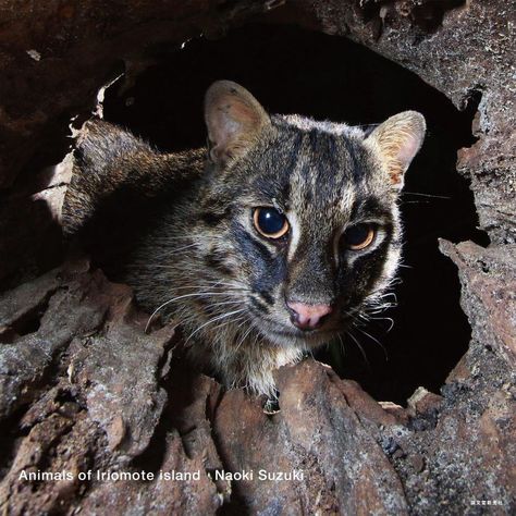 Prof. Naoki Suzuki observed the natural wild life of Iriomote cats by using robot cameras. Spending many years on Iriomote island, he found that one habit of the cat is that they look into all of the hollows of tree trunks in order to find food or to utilise it as a nest. To try to capture this, he placed a robot camera inside a hollow. In 2017 Naoki Suzuki published a book entitled Island of Miracles – Animals of Iriomote island from Seibundo-Shinkosha. Iriomote Cat, Small Wild Cats, Jungle Cat, Tree Trunks, A Robot, Wild Life, Lynx, Wild Cats, Cow