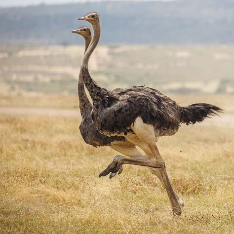 Wildlife Ecology, Ostrich Running, Ostrich Bird, African Birds, Random Animals, Jurassic World 2015, Ostrich Legs, Africa Wildlife, Animal Reference