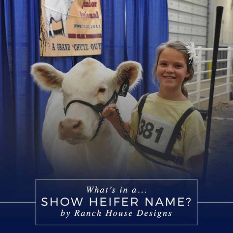 Looking for a name for your next show heifer? We've got you covered with this exhaustive list of ideas! Steer Names, Cow Showing, Raising Cows, Cattle Showing, 4h Fair, Showing Cattle, Show Livestock, 4 Kittens, Western Names