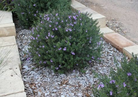 Border Garden, Front Landscaping, Border Plants, How To Attract Birds, Native Garden, Drought Tolerant Plants, Garden Borders, Blue Gems, Water Flowers