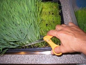 Wheat Grass! How do use it and keep it fresh! Fresh Produce Storage, Wheatgrass Benefits, Vegetable Garden Soil, Microgreens Recipe, Growing Wheat Grass, Wheatgrass Powder, Produce Storage, Dried Wheat, Grass Carpet