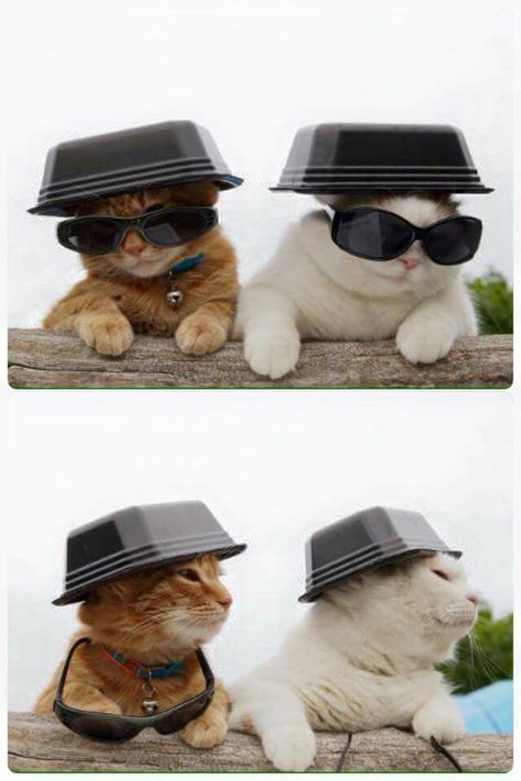 Shiro Brothers 3 Cats Together Funny, Three Cats Funny Pictures, Two Cats Best Friends, Cats Wearing Hats, Cat Siblings, Cat Meme Friends, Gatos Cool, Cat Dressed Up, Cat Glasses