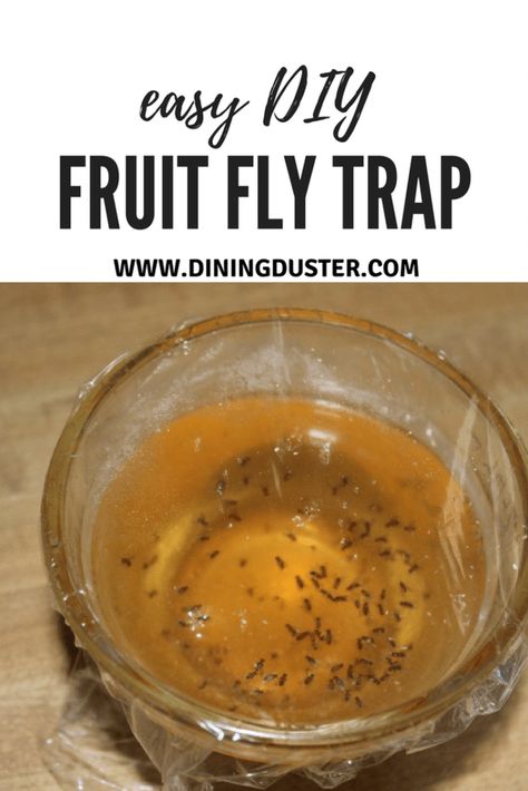 Homemade Fruit Fly Trap, Fruit Flies In House, Fruit Fly Trap Diy, Bug Trap, Fruit Fly Trap, Fruit Fly, Fly Trap, Fly Traps, Fruit Flies