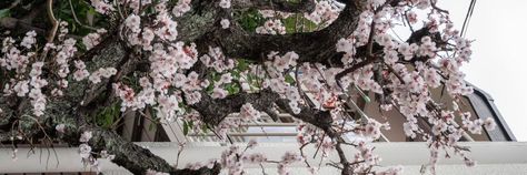 Cherry Blossom Header, Japan Header, Sakura Banner, Cherry Blossom Banner, Cherry Blossom Banner Gif, Japan Banner, Sakura Twitter Header, Twitter Header Cherry Blossom, Cherry Blossom Computer Wallpaper