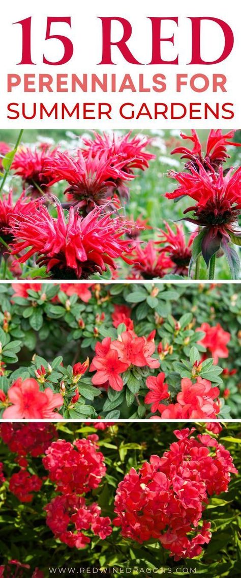 Create an enchanting garden view with 15 of the most exquisite red perennials that bloom all summer long. #redperennials #perennialflowers #perennialflowergarden #floweringperennials #perennialgarden #redflowers #gardeningtips #summergardening Red Perennials, Red Hot Poker, Red Bee, Dianthus Flowers, Garden Flowers Perennials, Cardinal Flower, Enchanting Garden, Red Garden, Perennial Shrubs