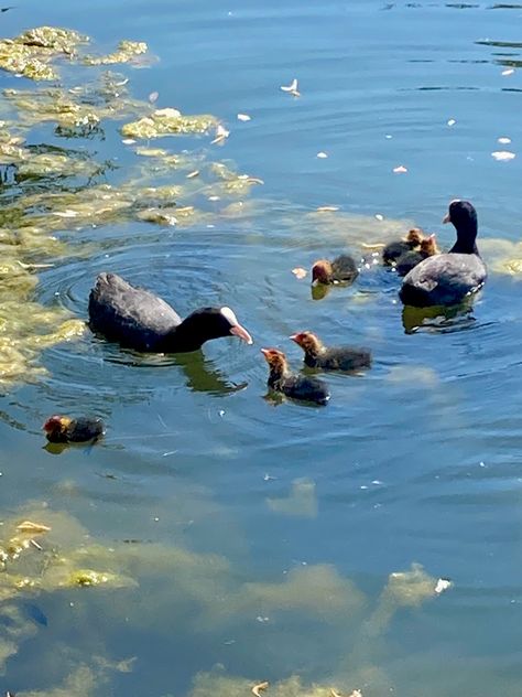 Ducklings In Water, Duck In A Pond, Duck In Pond, Ducks In Pond, Ducks In A Pond, Powerpoint Pictures, Pet Duck, Duck In Water, Duck Painting