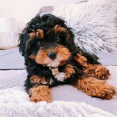 Cavapoo Tricolor, Tri Color Cavapoo, Cavapoo Black, Cavachon Dog, Cavapoo Dogs, Cavapoo Puppies For Sale, Dog School, Cavapoo Puppies, Basset Hound Dog