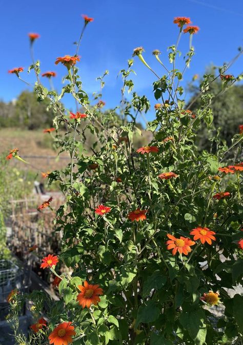 Mexican sunflower, Tithonia rotundifolia Every spring I patiently wait for nurseries to sell 4-inch starts of tithonia. Or, if I’m lucky, my mom grows them from seed and I wait for her to bring over her little plant children. Either way, every year outside my bedroom, I plant two of these fast-growing annuals in large […] Arizona Flower Garden, Sunflower Facts, Utah Gardening, Arizona Flower, Raised Garden Ideas, Fair Garden, Mexican Sunflower, Planting Sunflowers, Gardening 101