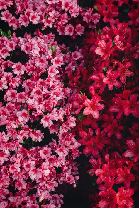 Things Get Better, Azalea Bush, Spanish Holidays, The White Princess, Cumulus Clouds, Lady In Waiting, Spring Blooms, The Hundreds, Flowers Nature