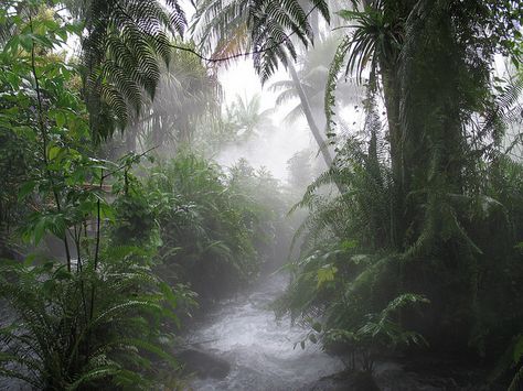 Forest in Costa Rica. Costa Rica Forest, Dark Jungle, Pretty Landscapes, Welcome To The Jungle, Fantasy Places, Paradise Island, Through The Looking Glass, Nature Girl, Nature Aesthetic