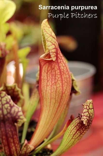 Purple Pitcher Plant Pitcher Plant Care, Purple Pitcher Plant, Venus Fly Trap Care, Sarracenia Purpurea, Indoor Ferns, Magical Plants, Pitcher Plants, Bog Garden, Arrowhead Plant