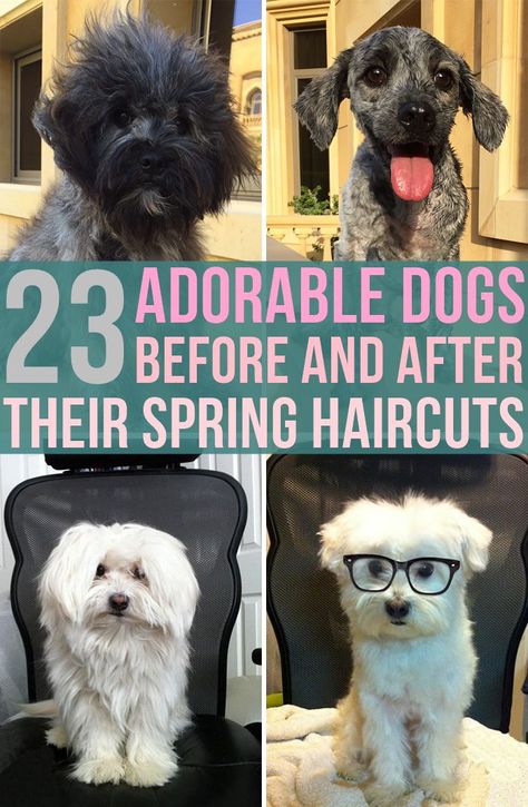 Spring has sprung, which means that pretty much everyone is ready for a fresh new look – including your dog. Our best friends gain some extra fluff during the winter months, and rather than just letting it shed off in clumps, giving your pup a proper trim can help them strut into the season with style. Maltese Dogs Haircuts, Cuts For Long Hair, Yorkie Haircuts, Spring Haircuts, Dog Grooming Styles, Puppy Cut, Dog Haircuts, Grooming Style, Dog Salon