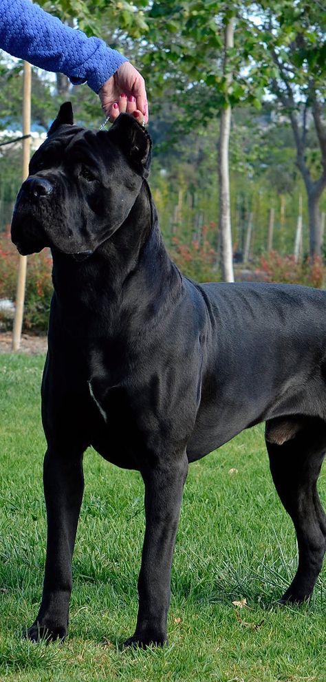 Cane Corso, Dal Cielo Cane Corso King Corso Dog, Dog Line Art Tattoo, British Mastiff, Cane Corso Italian Mastiff, Cane Corso Mastiff, Line Art Tattoo, Italian Mastiff, Regnul Animal, Big Dog Breeds