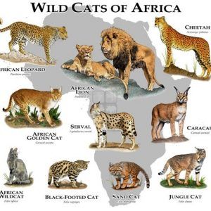 Felidae Endangered Status List ^ World Wildlife day, March 3 Types Of Wild Cats, Big Cat Species, Black Footed Cat, Wild Cat Species, African Cats, African Leopard, Sand Cat, Cat Species, African Lion