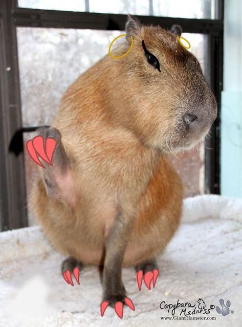 Capybara Pfp, Drawing Capybara, Capybara Tattoo, Aesthetic Capybara, Capybara Aesthetic, Capybara Wallpaper, Capybara Drawing, Capybara Funny, Capybara Pet