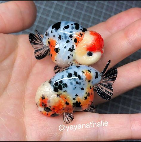 Ranchu Goldfish Calico Oranda Goldfish, Pet Fish Ideas, Butterfly Tail Goldfish, Ranchu Gold Fish Tank, Ranchu Fish Tank, Chunky Goldfish, Ranchu Goldfish Tank, Puffy Goldfish, Oranda Goldfish Tank