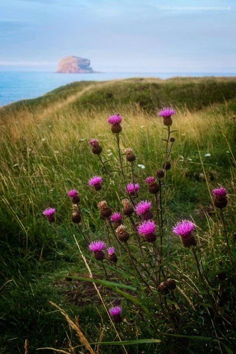 Thistle Aesthetic, Scottish Genealogy, Scotland Mountains, Scotland Thistle, Scotland National Flower, Scottish Heather, Scotland Landscape, Celtic Heart, Thistle Flower