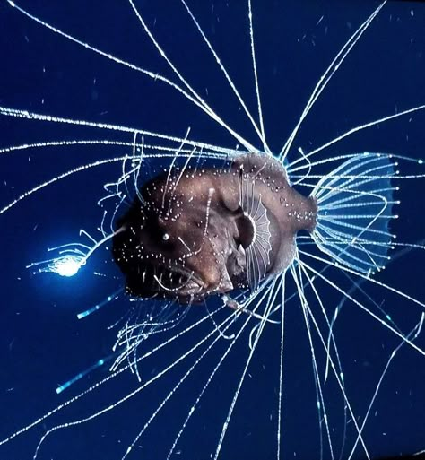 Deep Sea Creatures Aesthetic, Scary Sea Animals, Midnight Zone Ocean Animals, Bioluminescent Deep Sea Creatures, Deep Sea Gigantism, Angler Fish Aesthetic, Angler Fish Photography, Deep Sea Aesthetic, Deep Ocean Creatures