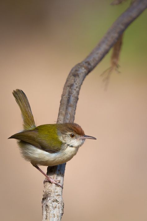 7601. Common Tailorbird (Orthotomus sutorius) | south Asia, southeast Asia Common Tailorbird, Tailor Bird, Birds Drawing, Alice In Wonderland Illustrations, Common Birds, Kerala Mural Painting, Anime Black Hair, Flock Of Birds, Colorful Bird