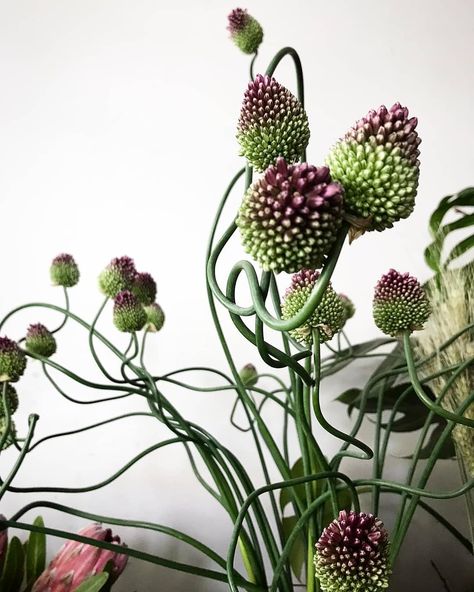 THE FRESH FLOWER COMPANY  🌿 on Instagram: “How amazing are these curly stemmed allium we had in the shop over mother's day?! Looking forward to seeing these again on our return!” Allium Flowers, Flower Company, Bright Florals, Fresh Flower, Shade Garden, Green Plants, Green Flowers, Looking Forward, Fresh Flowers