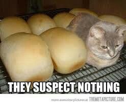 "They suspect nothing" Animal Hide, Human Food, Funny Cat Memes, Hamsters, Silly Cats, Loaf Bread, How To Make Bread, Animal Memes, 귀여운 동물