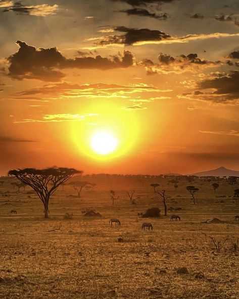 The Savannah Africa, Africa Aesthetic Photography, Savannah Africa Landscape, African Savanah Aesthetic, Tanzania Safari Photography, Savannah Aesthetic African, Africa Asethic, African Sunset Photography, Savanna Aesthetic