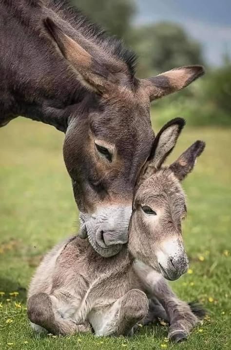 Donkey Pictures, Baby Donkey, Mini Donkey, Regnul Animal, Cute Donkey, Nosara, Donkeys, Cute Creatures, Sweet Animals