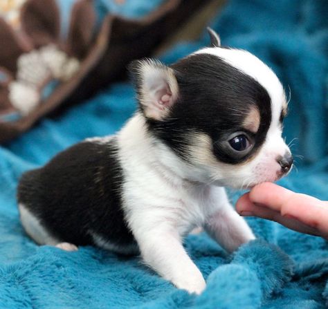 look at that applehead chi! Applehead Chihuahua, Chihuahua For Sale, Teacup Chihuahua Puppies, Chihuahua Puppies For Sale, Yorkie Puppy For Sale, Baby Chihuahua, Free Puppies, Alpha Dog, Chihuahua Puppy