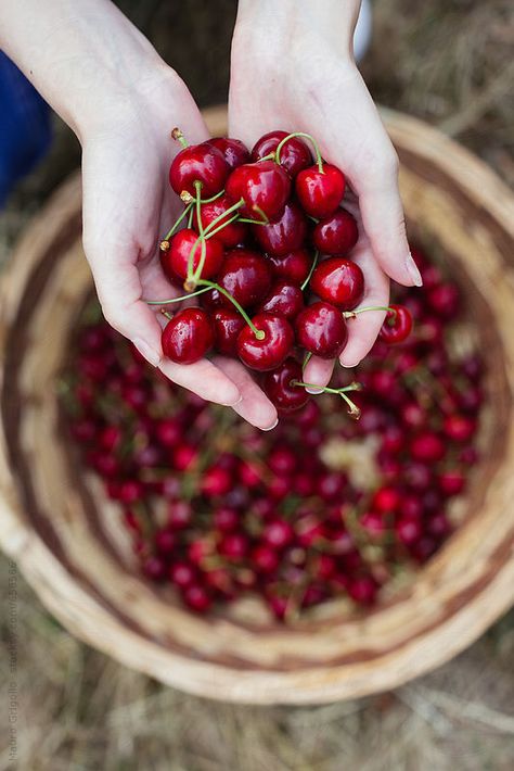 Cherry Farm, Summer Cherries, Simple Nutrition, Fruit Picking, Hands Holding, Beautiful Fruits, Sweet Cherries, Tropical Fruits, Delicious Fruit