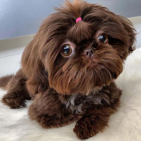 Liver Shih Tzu: The Story Behind This Rare Beauty Liver Shih Tzu Puppy, Choco Liver Shih Tzu, Brown Shitzu, Liver Shih Tzu, Shitzu Haircuts, Shih Tzu Grooming Styles, Dog Heat Cycle, Shi Tzus, Shih Tzu Rescue