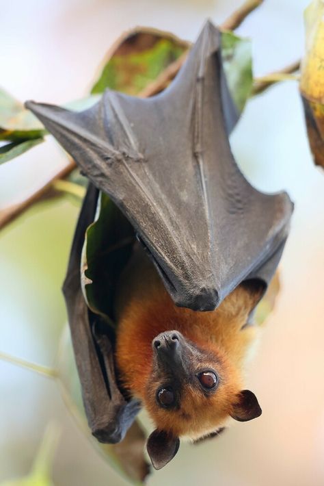 Lyle's Flying Fox in November 2022 by Carlos N. G. Bocos Fox Bat, Bat Species, Bat Animal, Flying Fox, Tarot Magic, Fruit Bat, Baby Bats, Wild Animals Pictures, Photographie Portrait Inspiration