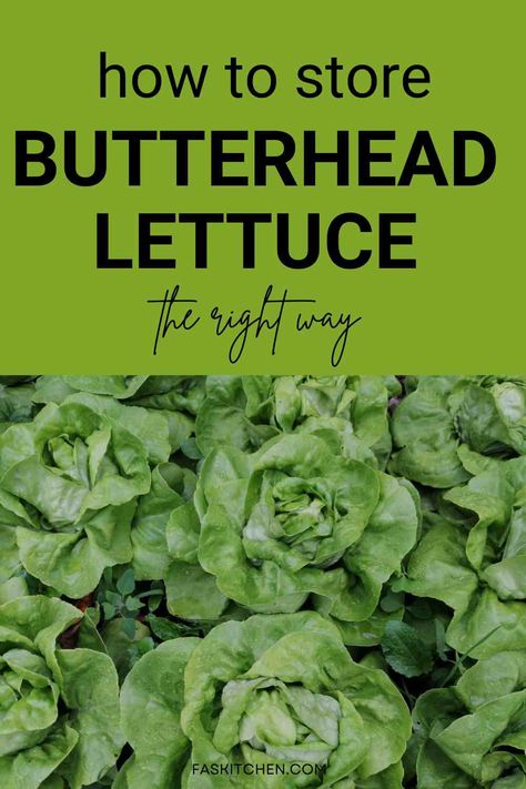 A Pinterest pin featuring a collage of butterhead lettuce and informative text. The image showcases the nutritional benefits, versatile uses, and tips on buying and storing butterhead lettuce. Perfect for anyone looking to enhance their culinary skills and embrace healthy eating habits. #ButterheadLettuce #LettuceGuide #HealthyEating Butterleaf Lettuce Recipes, Best Way To Keep Lettuce Fresh, Best Way To Store Lettuce, Lettuce Types, How To Keep Bagged Lettuce Fresh Longer, Wild Lettuce, Types Of Lettuce, Head Of Lettuce, Leafy Greens