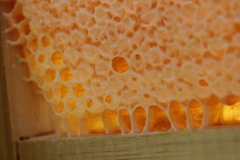 What to do with honeycomb? Ideas from a beekeeper — Steemit Recipes With Honeycomb, How To Use Honeycomb, What To Do With Honeycomb, Fresh Honeycomb, Honey Bees Keeping, Honeycomb Recipe, Drone Bee, Honey Uses, Keeping Bees