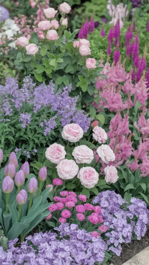 A photo of a pastel garden with a soft pink and lavender color scheme. The garden features roses, lavender catmint, pink dianthus, purple verbena, pink astilbe, pink peonies, purple salvia, pink tulips, lavender creeping phlox, and Russian sage. The plants are arranged in a way that ensures continuous blooming and season-long interest. Didiscus Flower, Michigan Flower Garden Ideas, Astilbe Pink, Peonies And Lavender, Peonies Purple, Purple Verbena, Tulips Lavender, Lavender Color Scheme, Pink Astilbe