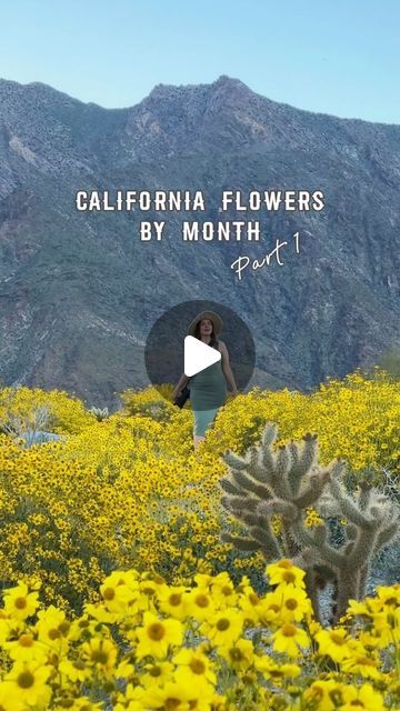 Asya Olson • California • Travel & Lifestyle on Instagram: "It's happening! 🌼 Are you ready?

Blooming already:
* Magnolias in Golden Gate Park
* Calla lilies in Big Sur

Starting in 1-2 weeks:
* Almonds in Bakersfield, Fresno, Modesto and other Central Valley cities

Starting in March:
* Peaches along Fresno Blossom Trail
* Poppies around Lancaster area and in Antelope Valley California Poppy Reserve
* California Goldfields and lots of other wildflowers in Carrizo Plain National Monument (the strength of the bloom varies a lot from year to year)
* Lupines in Folsom Lake and Sierra Nevada foothills
* Ranunculus in Carlsbad Flower Fields (although in March there are usually not too many opened flowers yet)
* Intro is from Anza-Borrego State Park. It usually also starts blooming in March! Carrizo Plain, Anza Borrego State Park, Central Valley California, California Flowers, Carlsbad Flower Fields, Folsom Lake, Anza Borrego, Antelope Valley, Valley City