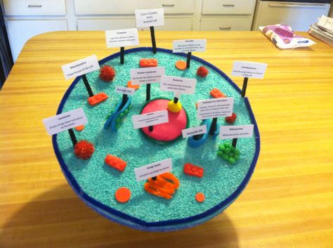 3D model of an animal cell.  Dylan's 6th grade project for science. Animal Cell Project Ideas, Cell Project Ideas, Plant Cells Project Ideas, Animal Cell Model Project, 3d Plant Cell, 3d Animal Cell, Animal Cell Model, Plant Cell Project, Cell Model Project